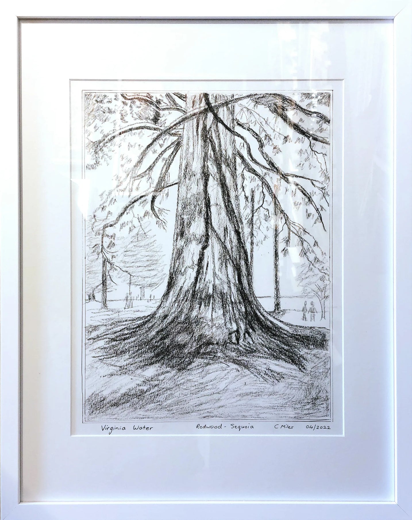 Sequoia