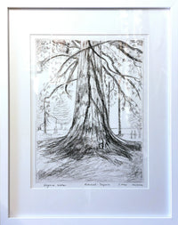 Sequoia